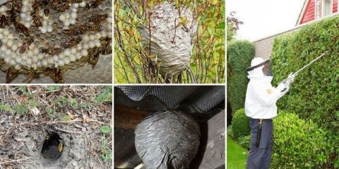 Kako se riješiti osa na selu